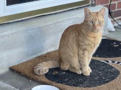 Reunited Female Cat last seen W Stratford Ave and Windermere Ave, Lansdowne, PA, Lansdowne, PA 19050