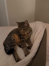 Reunited Male Cat last seen Hampshire, Naismith Blvd, Along Spring Creek, Eugene, OR 97404