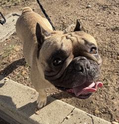 Found/Stray Male Dog last seen Imperial and Idaho st, La Habra, CA 90631