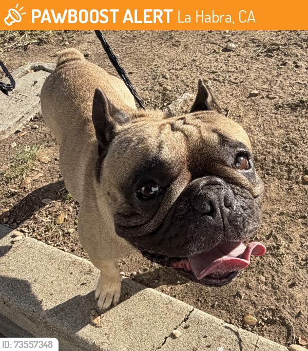 Found/Stray Male Dog last seen Imperial and Idaho st, La Habra, CA 90631