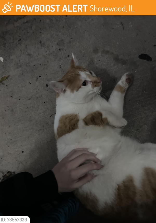 Found/Stray Female Cat last seen Shorwood, Shorewood, IL 60404