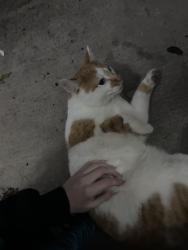 Found/Stray Female Cat last seen Shorwood, Shorewood, IL 60404
