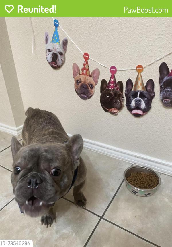 Reunited Male Dog last seen Collins & country club, Arlington, TX 76002