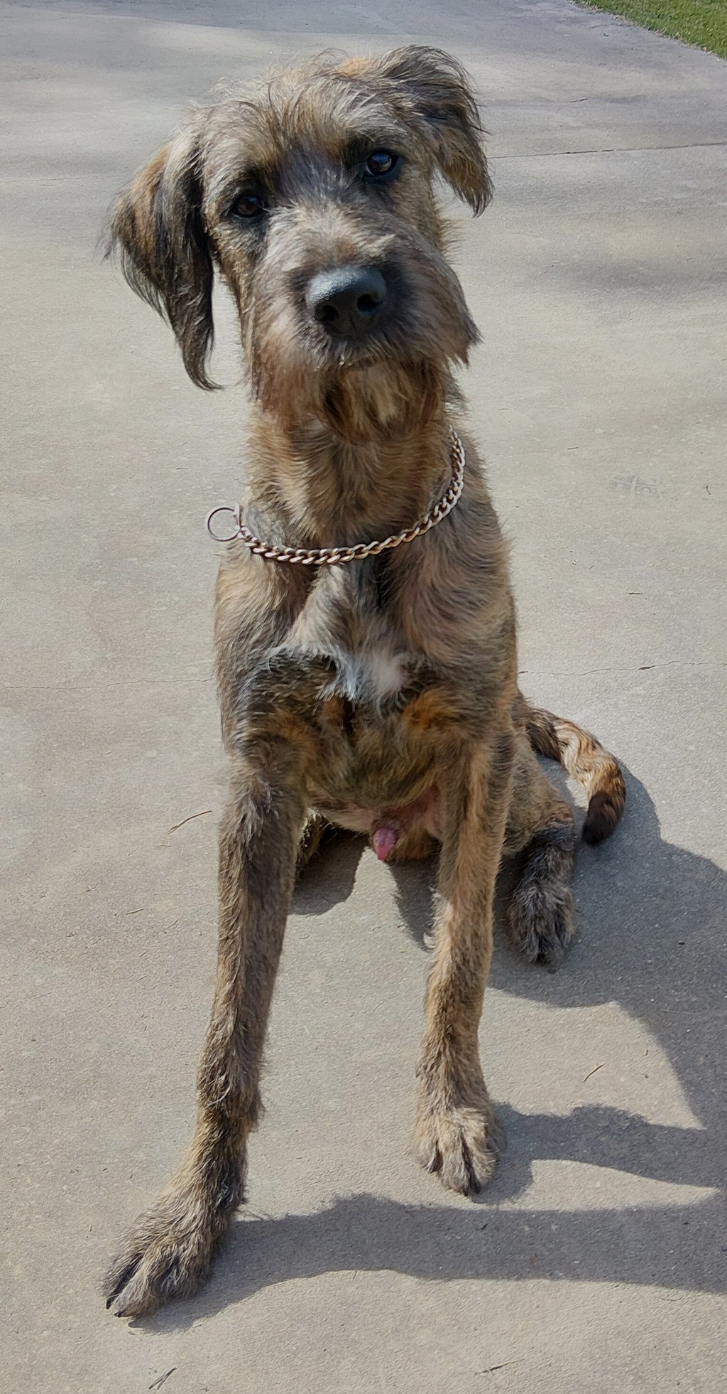 Shelter Stray Male Dog last seen 101C Benoit Falgout Drive, LAFAYETTE, LA, 70501, 410 Dugas Rd, Lafayette, LA 70507, USA