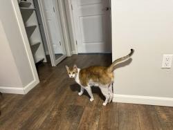 Found/Stray Male Cat last seen Bluewater Bay Marina, Niceville, FL 32578
