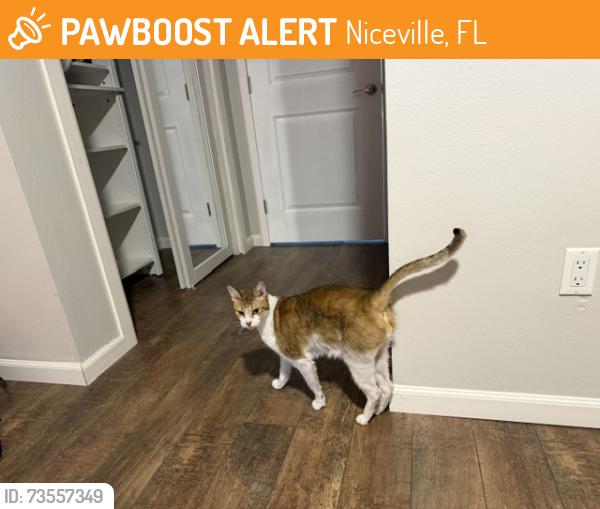 Found/Stray Male Cat last seen Bluewater Bay Marina, Niceville, FL 32578