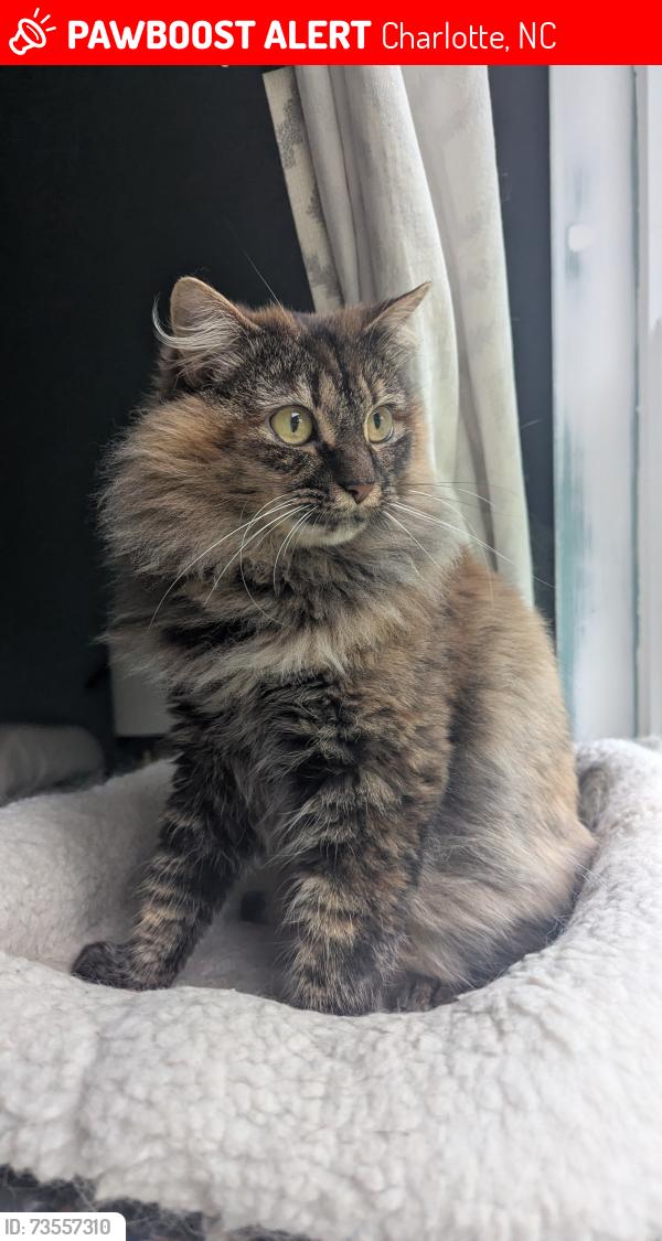 Lost Female Cat last seen Duckwood Lane and Sam Dee Rd. Cambridge Commons, East, Charlotte NC, Charlotte, NC 28215