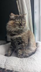 Lost Female Cat last seen Duckwood Lane and Sam Dee Rd. Cambridge Commons, East, Charlotte NC, Charlotte, NC 28215