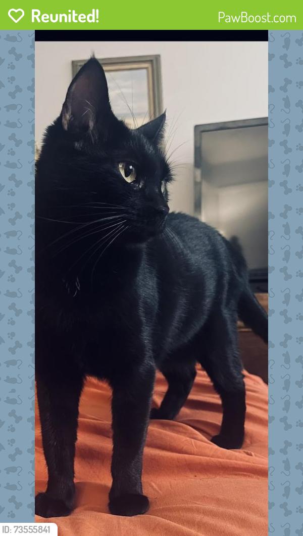 Reunited Female Cat last seen Zura Bay apmts, St. Petersburg, FL 33702
