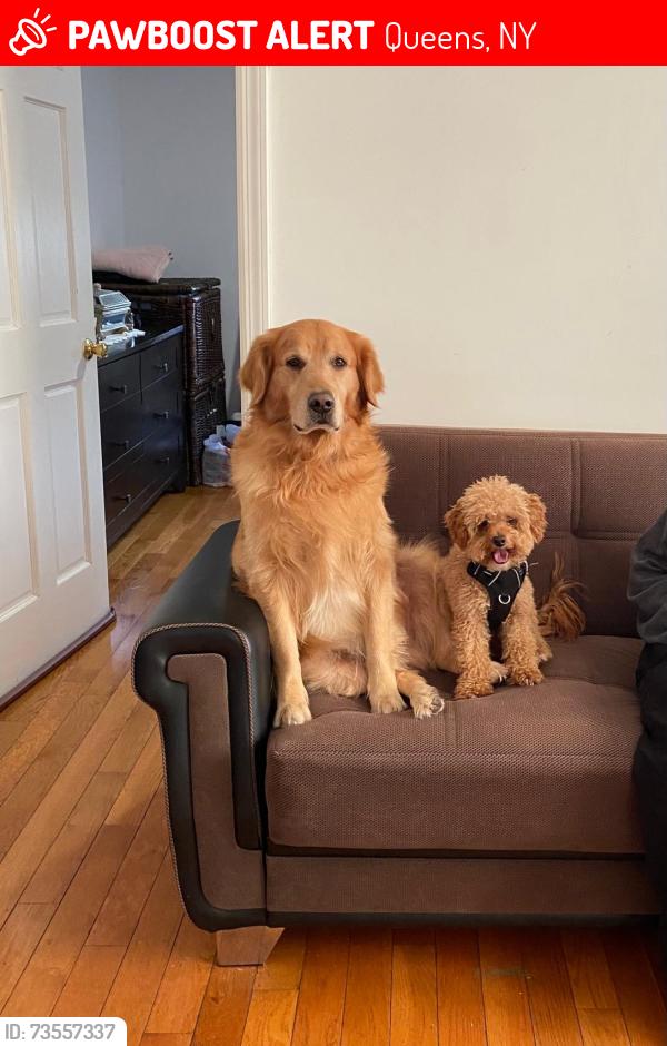Lost Male Dog last seen Sutphin blvd 109th ave, Queens, NY 11451