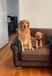 Lost Male Dog last seen Sutphin blvd 109th ave, Queens, NY 11451