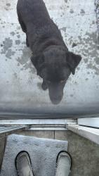 Reunited Male Dog last seen West Rialto, Visalia, CA 93277