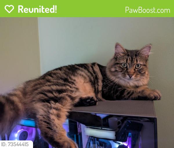 Reunited Female Cat last seen Belvedere Manor, Lurgan, Lurgan, Northern Ireland BT67 9NX