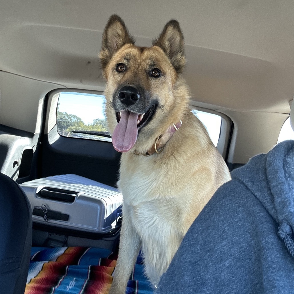 Shelter Stray Female Dog last seen , 11665 US-89, Flagstaff, AZ 86004, USA