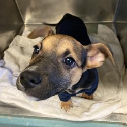 Shelter Stray Male Dog last seen , 2350 Appling City Cove, Memphis, TN 38133, USA