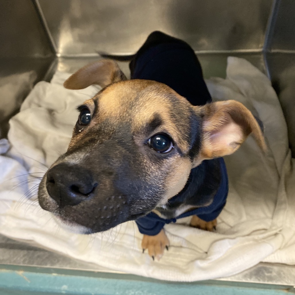 Shelter Stray Male Dog last seen , 2350 Appling City Cove, Memphis, TN 38133, USA