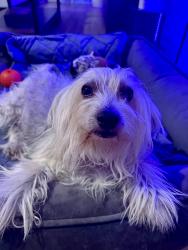 Found/Stray Female Dog last seen Silverhawke Community, Gilbert, AZ 85233