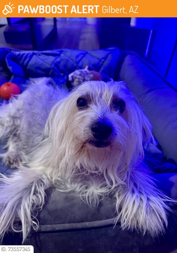 Found/Stray Female Dog last seen Silverhawke Community, Gilbert, AZ 85233