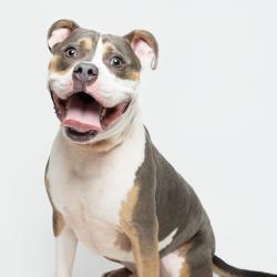 Shelter Stray Male Dog last seen , 3607 N Armenia Ave, Tampa, FL 33607, USA