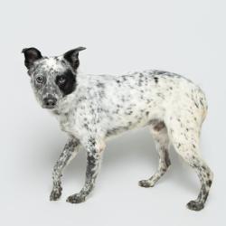 Shelter Stray Male Dog last seen , 3607 N Armenia Ave, Tampa, FL 33607, USA