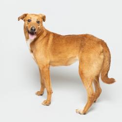 Shelter Stray Female Dog last seen , 3607 N Armenia Ave, Tampa, FL 33607, USA
