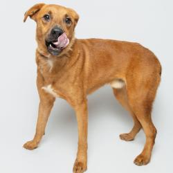 Shelter Stray Male Dog last seen , 3607 N Armenia Ave, Tampa, FL 33607, USA