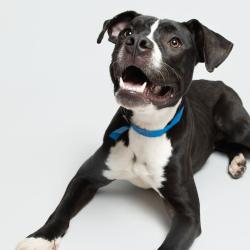 Shelter Stray Male Dog last seen , 3607 N Armenia Ave, Tampa, FL 33607, USA