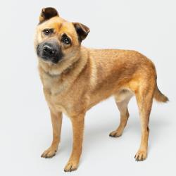 Shelter Stray Male Dog last seen , 3607 N Armenia Ave, Tampa, FL 33607, USA