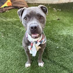 Shelter Stray Female Dog last seen , 361 S Raymond Ave, Pasadena, CA 91105, USA