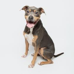 Shelter Stray Male Dog last seen , 3607 N Armenia Ave, Tampa, FL 33607, USA