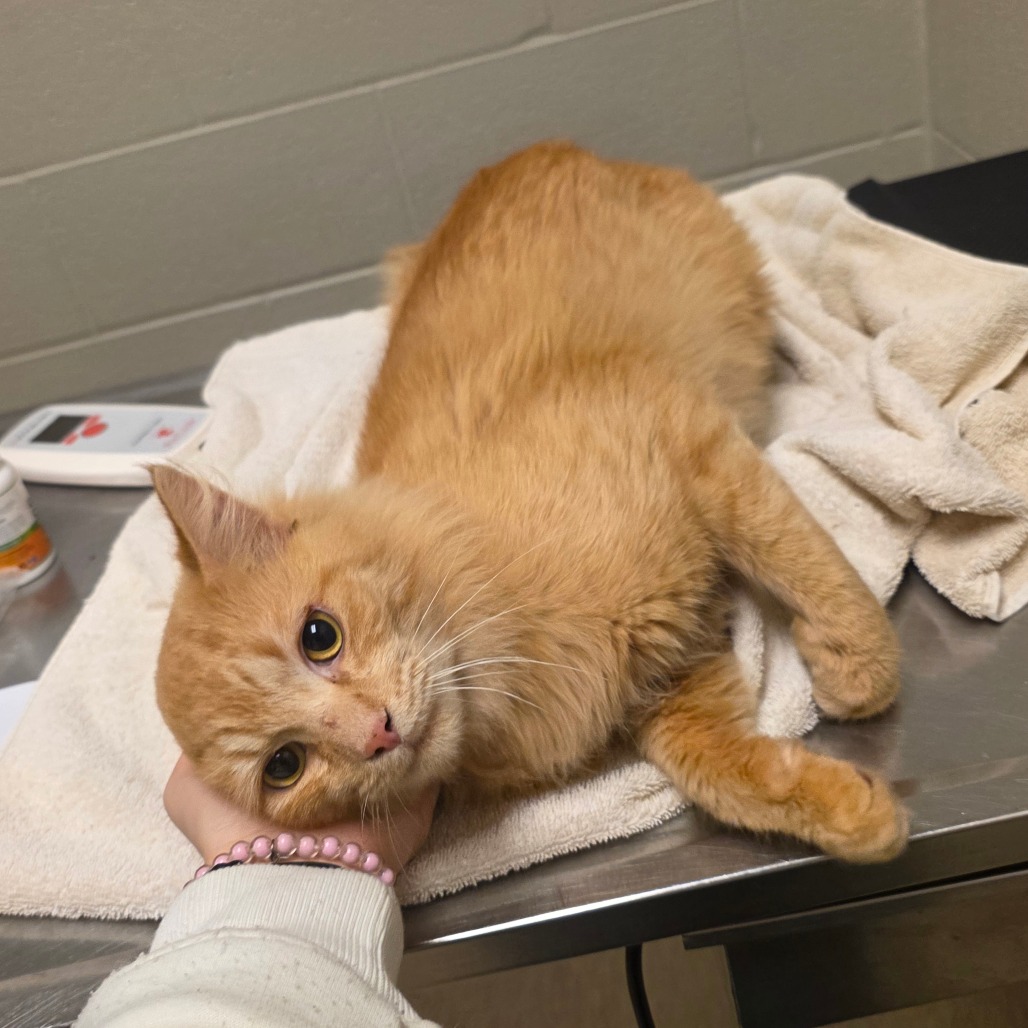 Shelter Stray Male Cat last seen , 54687 Co Rd 19, Bristol, IN 46507, USA