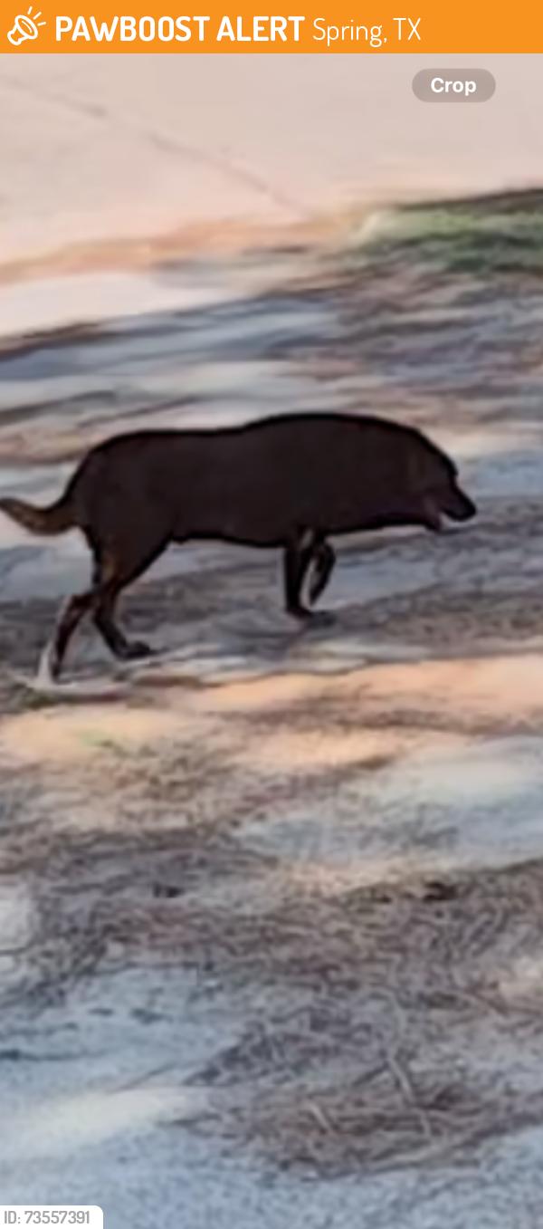 Found/Stray Unknown Dog last seen Maurita, Spring, TX 77387