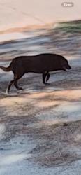 Found/Stray Unknown Dog last seen Maurita, Spring, TX 77387