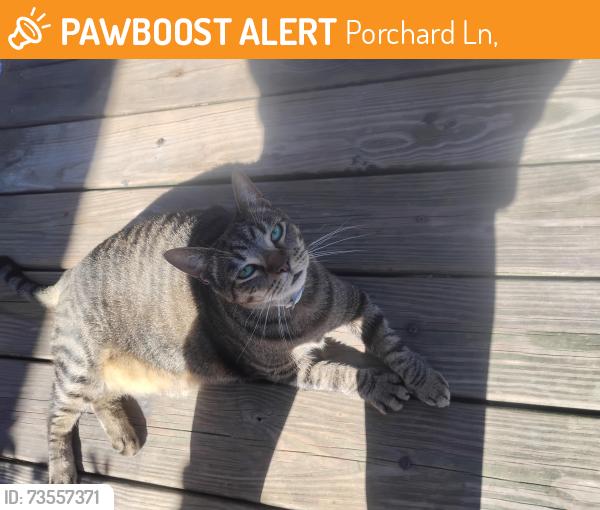 Found/Stray Female Cat last seen Princess Anne Road, Porchard Ln,  27950