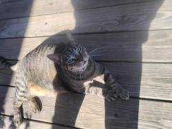 Found/Stray Female Cat last seen Princess Anne Road, Porchard Ln,  27950