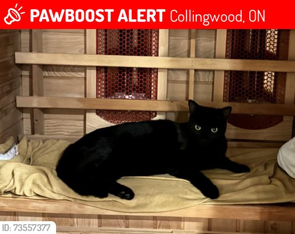 Lost Male Cat last seen High and Fifth Collingwood ON, Collingwood, ON 