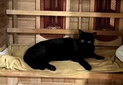 Lost Male Cat last seen High and Fifth Collingwood ON, Collingwood, ON 