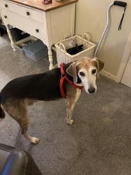 Lost Male Dog last seen Osborne road Jonestown road, Burke, VA 22015