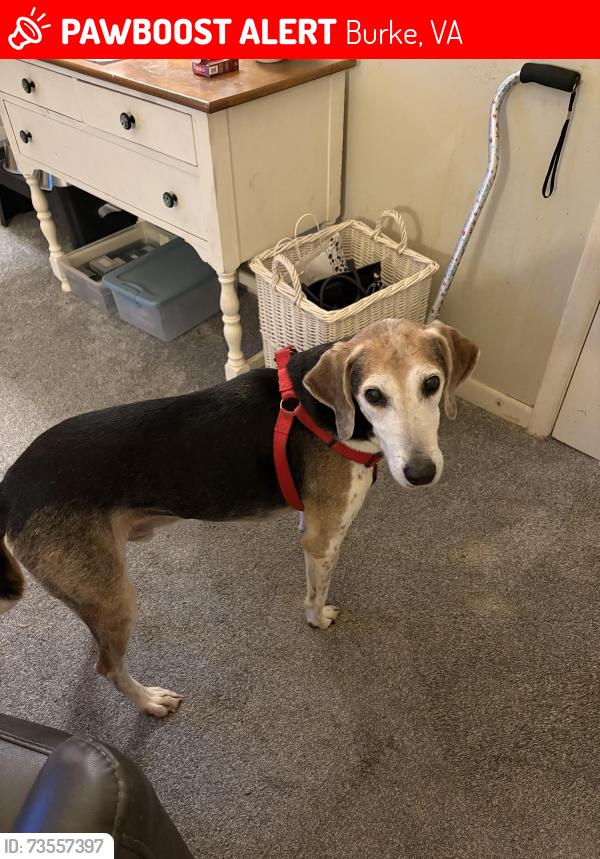 Lost Male Dog last seen Osborne road Jonestown road, Burke, VA 22015