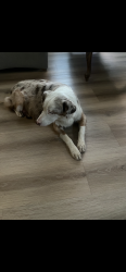 Found/Stray Female Dog last seen Mead valley/ perris, Perris, CA 92572