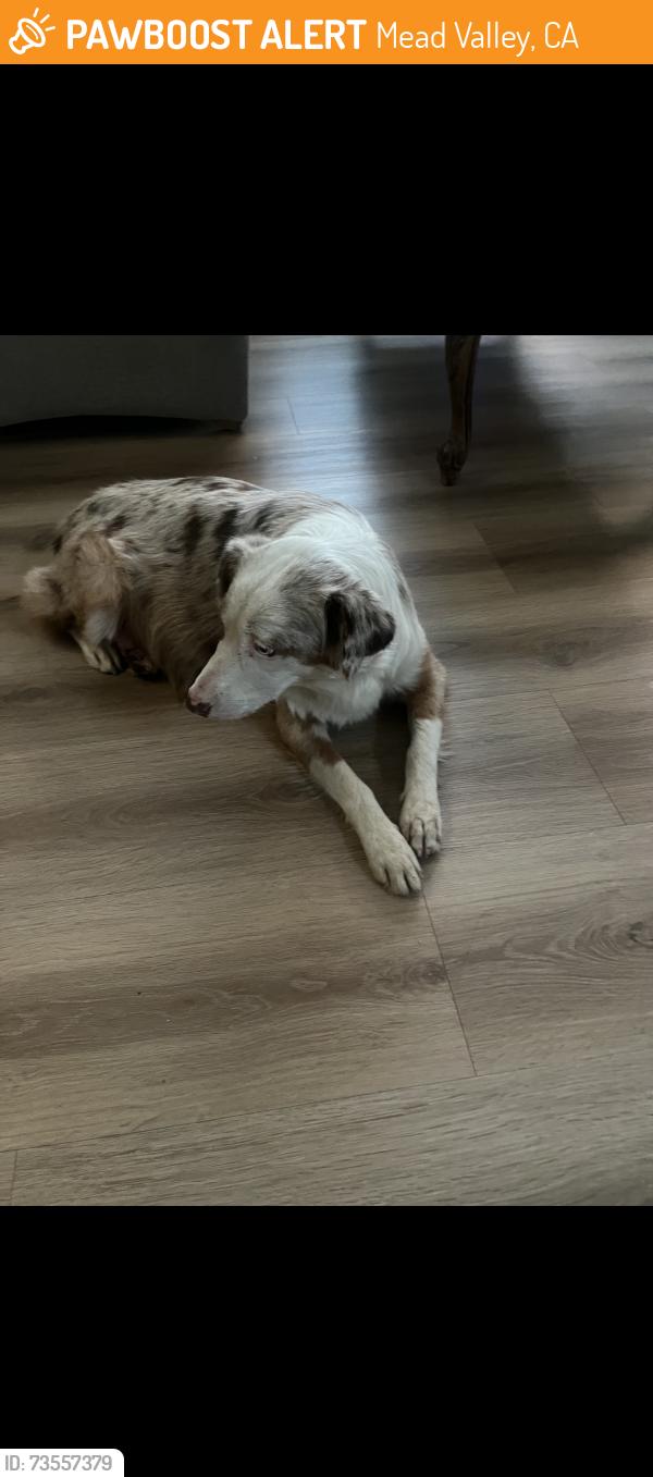 Found/Stray Female Dog last seen Mead valley/ perris, Perris, CA 92572