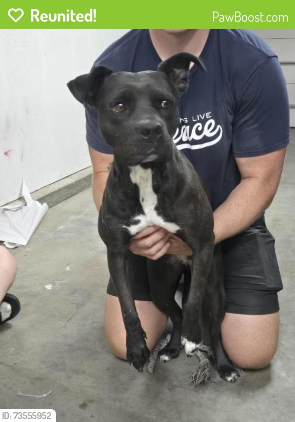 Reunited Female Dog last seen Breitner Way and Brussels Street, Breitner Way,  92563