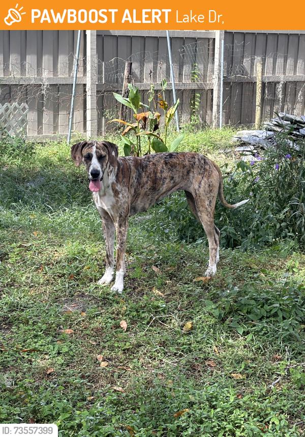 Found/Stray Female Dog last seen Lake Dr and havana, Lake Dr,  34654