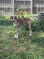 Found/Stray Female Dog last seen Lake Dr and havana, Lake Dr,  34654