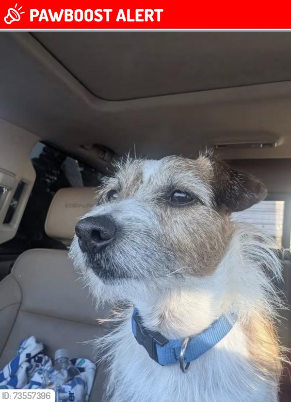 Lost Male Dog last seen Southern/ Gun club/ Haverhill RD, West Palm Beach, FL 33401