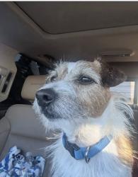 Lost Male Dog last seen Southern/ Gun club/ Haverhill RD, West Palm Beach, FL 33401