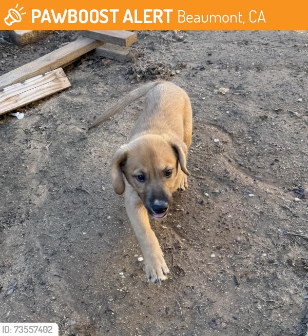 Found/Stray Male Dog last seen Stetson Park, Beaumont, CA 92223