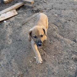Found/Stray Male Dog last seen Stetson Park, Beaumont, CA 92223