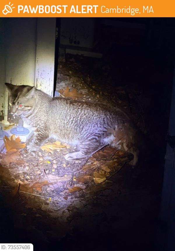 Found/Stray Unknown Cat last seen Amphitheater, Cambridge, MA 02139