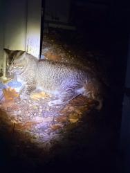 Found/Stray Unknown Cat last seen Amphitheater, Cambridge, MA 02139